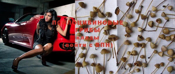 PSILOCYBIN Нефтегорск