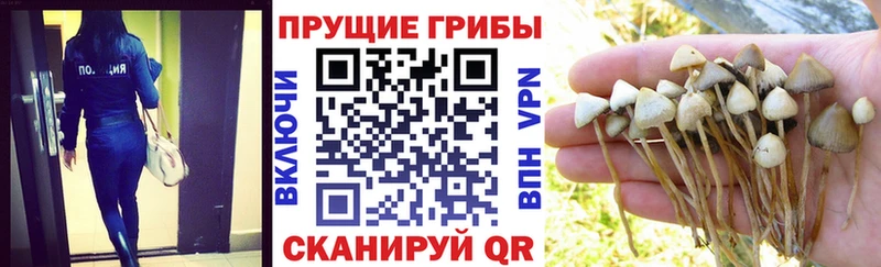 Галлюциногенные грибы Cubensis  Минусинск 